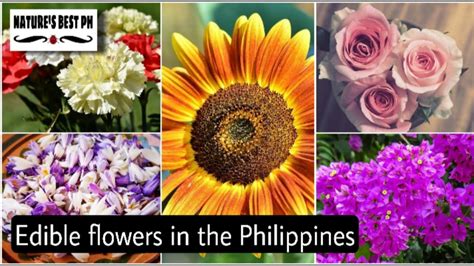 list of edible flowers in the philippines|18 Gorgeous Flowers Native to the Philippines .